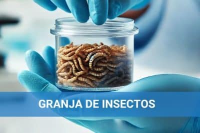 Subvenciones para granjas de insectos en España