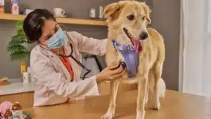 Veterinaria atiende a un perro
